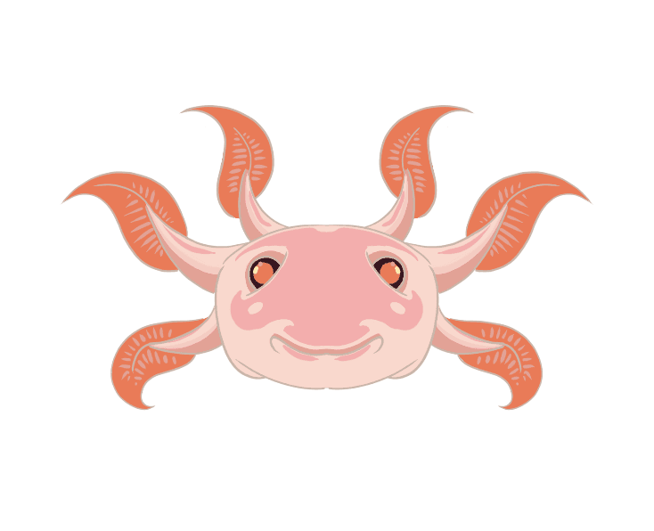 An adorable axolotl